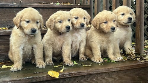 Golden Retriever puppies sitting on a set of stairs