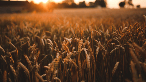 wheatfield with sun shining behind