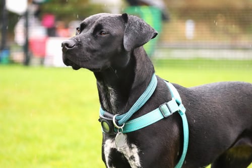 For nearly 40 years, dogs have been central to my happiness and well-being.