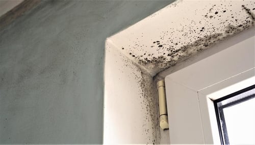 mold growing in the corner of a door frame