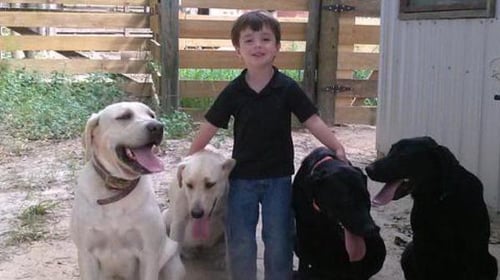 young boy with yellow and black Labrador dogs
