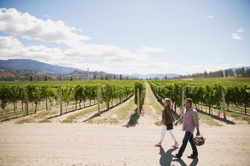 A couple walks hand in hand along a path beside a vineyard under a bright blue sky with scattered clouds. They are carrying a wicker basket, surrounded by lush green rows of grapevines and distant mountains.