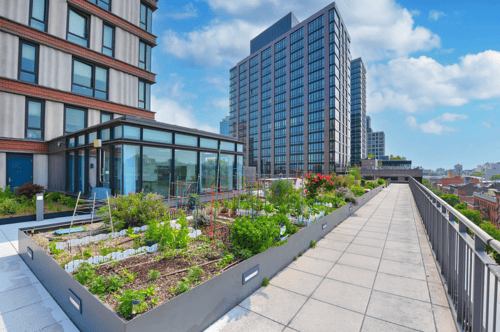 Rooftop Garden with Plants  at 535 Carlton Ave Apartments, New York