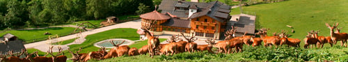 Gasthof Kleefeld Wildtierpark in Strobl