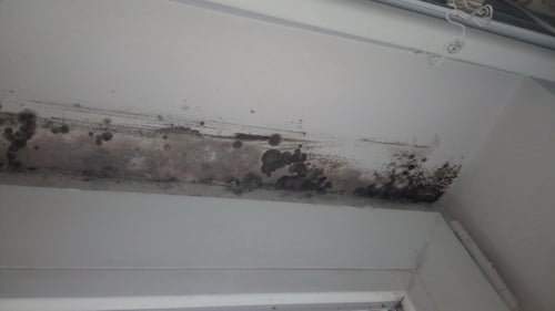 mold growth