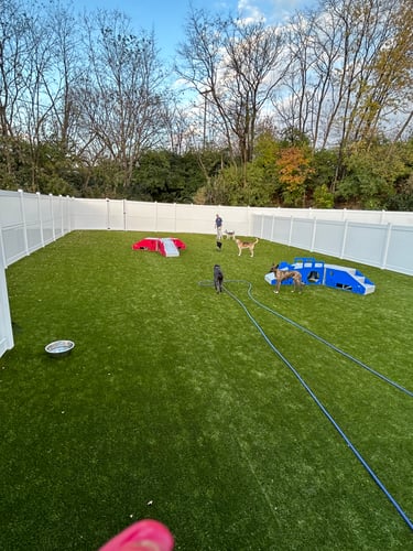Dogs playing in a fenced outdoor yard with agility equipment at Playtime Pet Resort Downingtown.