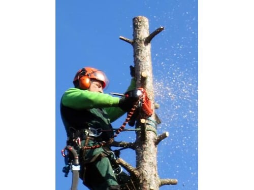 DER ARBORIST - Ing. KOLLARITS GesmbH, 1230 Wien