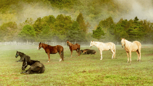 horse sitting and standing in a field surrounded by trees