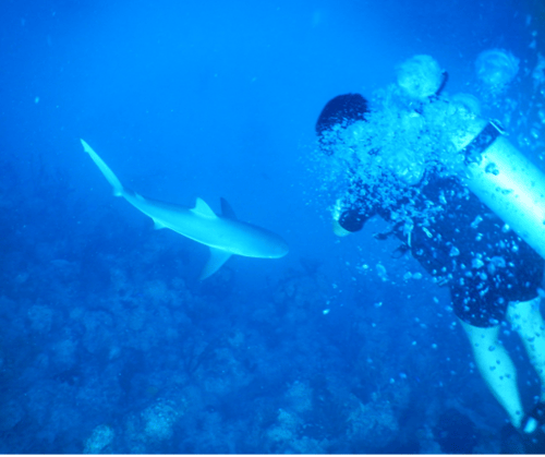 Shark