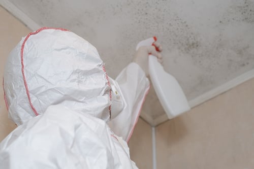 mold remediation company new hope