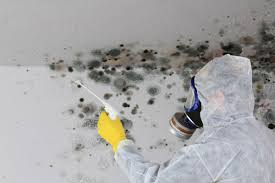 Mold mitigation in action