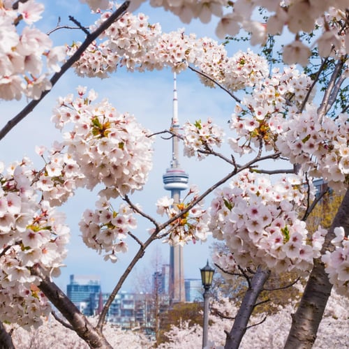 Sakura in Toronto