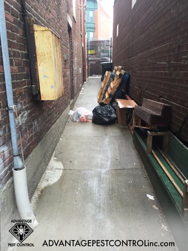 Rat Exclusion in South Boston, MA