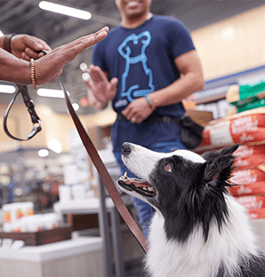 Petco Redondo Beach Dog Training