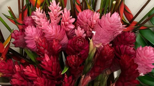 Close up of a red and pink tropical flower