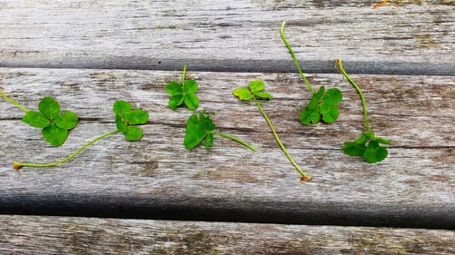 Clovers sitting on a bench