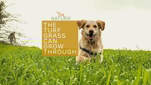 Natura grass with a dog on the cover photo