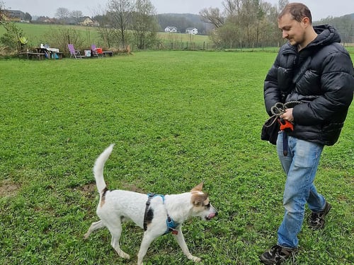 KED Dogtraining