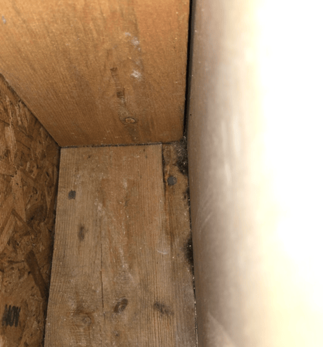 Mold Remediation Restoration 1 Reno-Tahoe