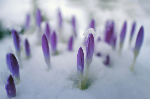 Flowers that have yet to bloom.