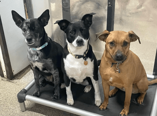 Three dogs being good boys at Playtime Pet Resort
