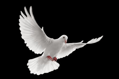 A dove mid flight.