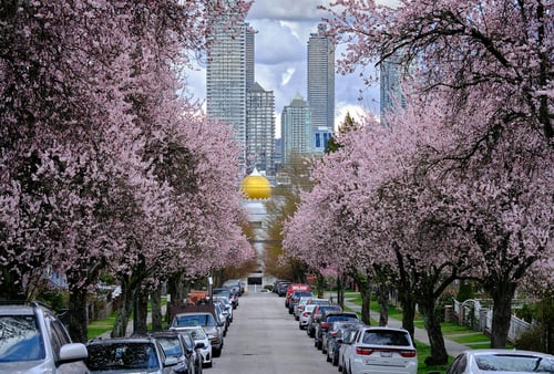 Tree-lined street with blooming pink cherry blossoms, cars parked on each side. Skyscrapers and a golden dome are visible in the cloudy background. Tranquil spring scene.