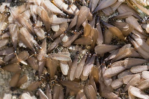 why do termites swarm