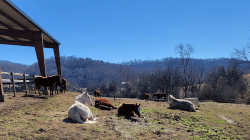 group of horses laying on the ground