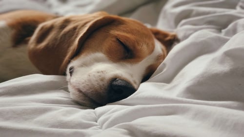 Pet friendly hotel