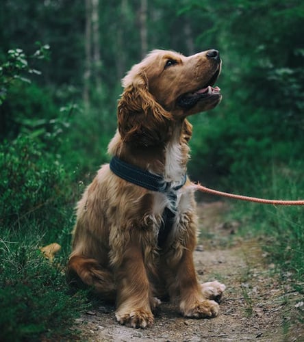 For nearly 40 years, dogs have been central to my happiness and well-being.