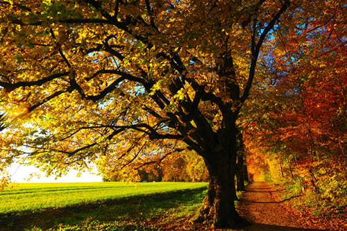 A scenic walking path lined with colourful autumn trees.