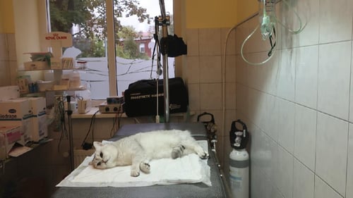 Dzintara veterinārā klīnika, SIA
