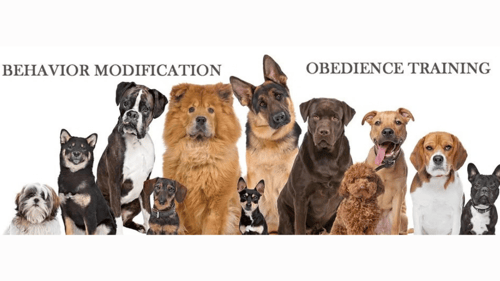 Dog Training Banner
