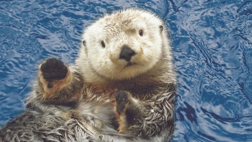 Over 65,000 playful animals, an immersive new 4D Experience and fun times are waiting for you at Vancouver Aquarium.