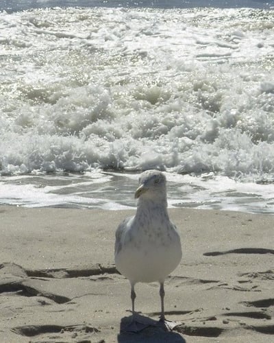 Taxes are for the birds!