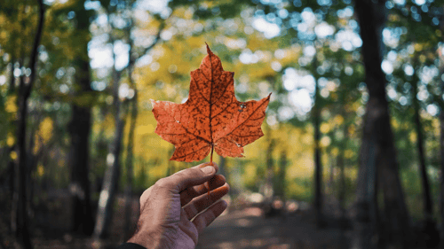hand holding a maple leaf in the forest.