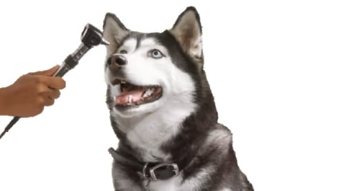 dog getting his ears checked