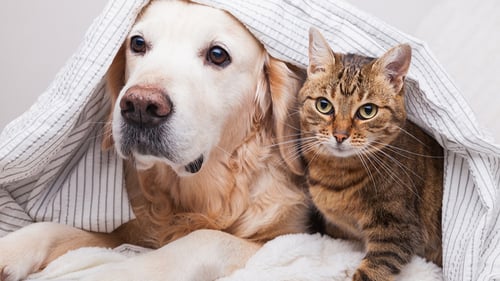 4 MĪĻAS ĶEPAS, Veterinārā klīnika Valmierā