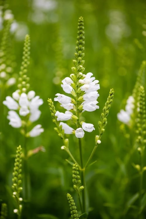 eat more plants daniel humm Daniel Humm : Eat More Plants: A Chef's Journal
