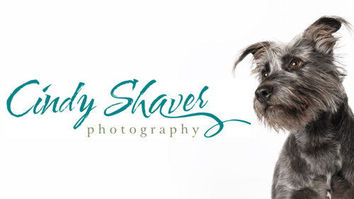 Cindy Shaver Photography logo next to a portrait of a dog