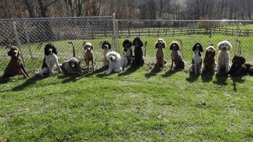 various dogs sitting in front of a fence
