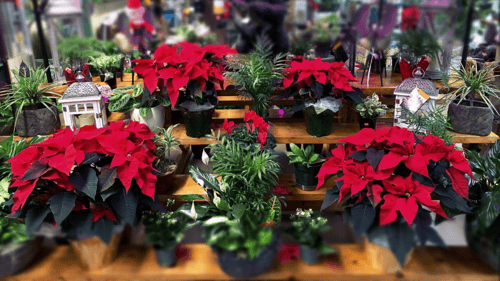 Flower Arrangements