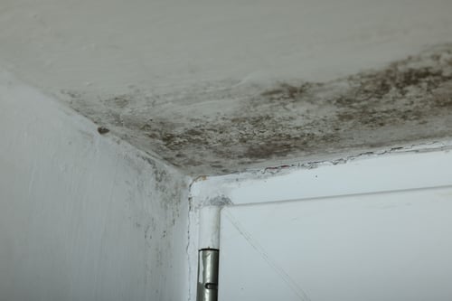 mold remediation services new hope