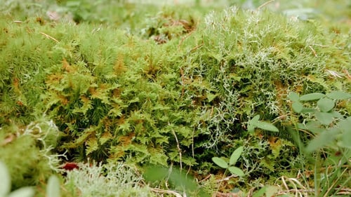 Closeup of spring greenery at the park.