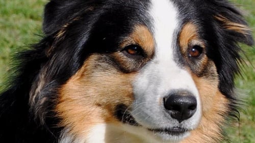 black, brown and white Australian Shepherd