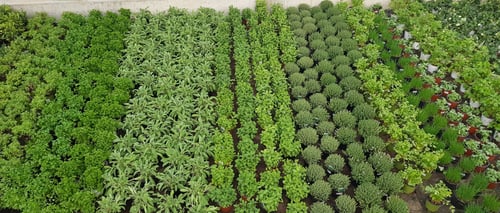 Plantes aromatiques