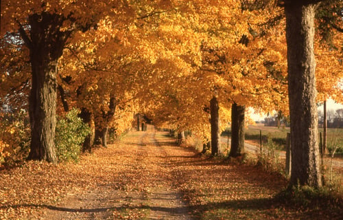 fall leaves