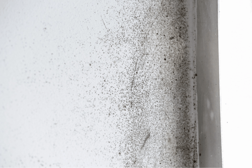 Black mold spores growing on a white interior wall.