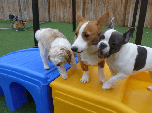 Playtime Pet Resort Google Cover Photo